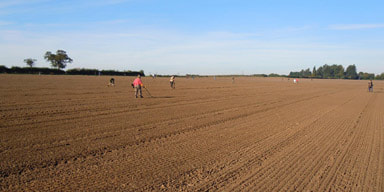 One of the well prepared fields at the 2013 Rotary Club event